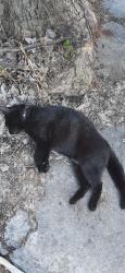 Found/Stray Unknown Cat last seen Near rue saint denis, Montréal, QC H2S 2S2