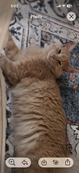Lost Male Cat last seen South woodland /morley, Shaker Heights, OH 44122