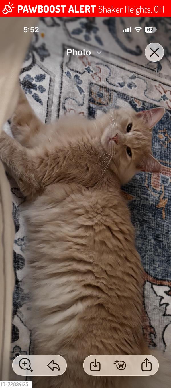 Lost Male Cat last seen South woodland /morley, Shaker Heights, OH 44122