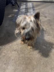 Found/Stray Unknown Dog last seen Washington , Riverside, CA 92506