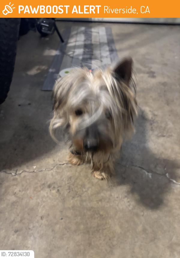 Found/Stray Unknown Dog last seen Washington , Riverside, CA 92506