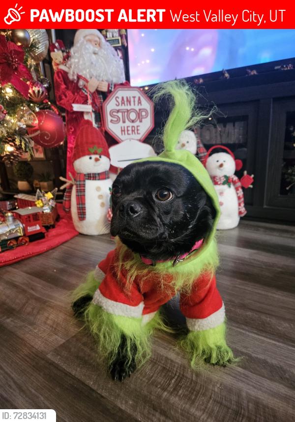 Lost Male Dog last seen Crown burger , West Valley City, UT 84119