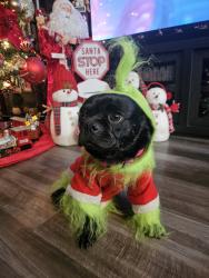 Lost Male Dog last seen Crown burger , West Valley City, UT 84119