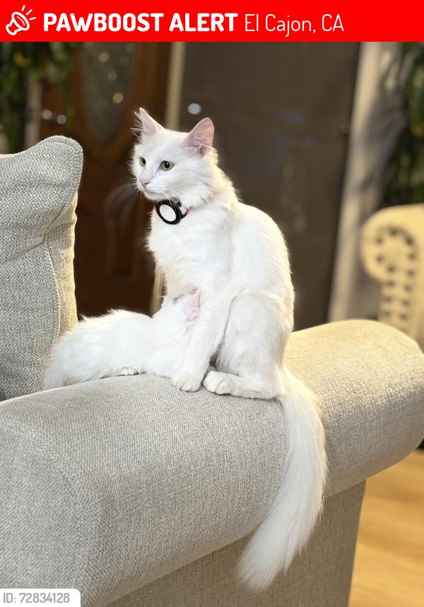 Lost Female Cat last seen Melody lane and S Ivory Ave , El Cajon, CA 92019
