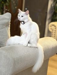 Lost Female Cat last seen Melody lane and S Ivory Ave , El Cajon, CA 92019