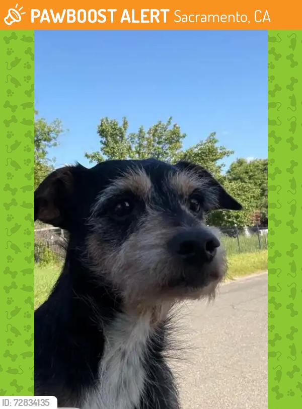 Found/Stray Male Dog last seen El Camino Ave, Sacramento, CA 95838