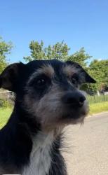 Found/Stray Male Dog last seen El Camino Ave, Sacramento, CA 95838