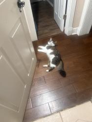 Lost Male Cat last seen Toll 49, Tyler, TX 75704