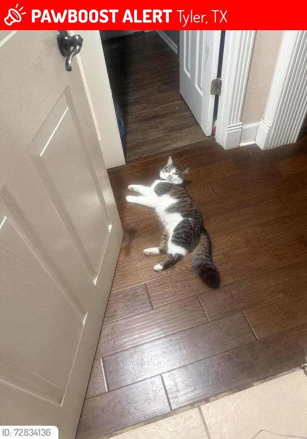 Lost Male Cat last seen Toll 49, Tyler, TX 75704