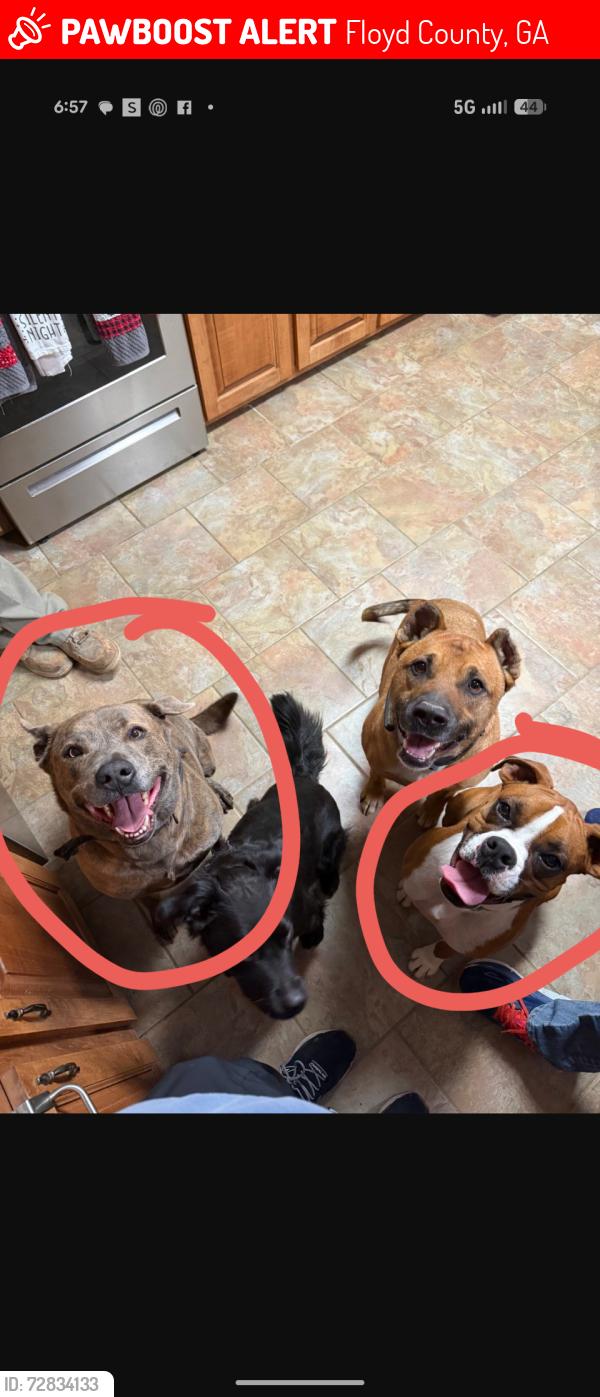 Lost Male Dog last seen George road Southwest , Floyd County, GA 30124