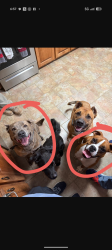 Lost Male Dog last seen George road Southwest , Floyd County, GA 30124
