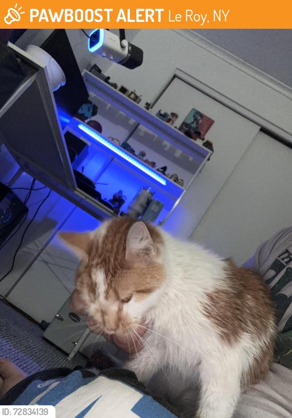Found/Stray Female Cat last seen Wolcott street , Le Roy, NY 14482