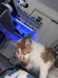 Found/Stray Female Cat last seen Wolcott street , Le Roy, NY 14482