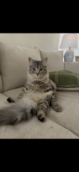 Lost Female Cat last seen Santa Rita blvd , Liberty Hill, TX 78642
