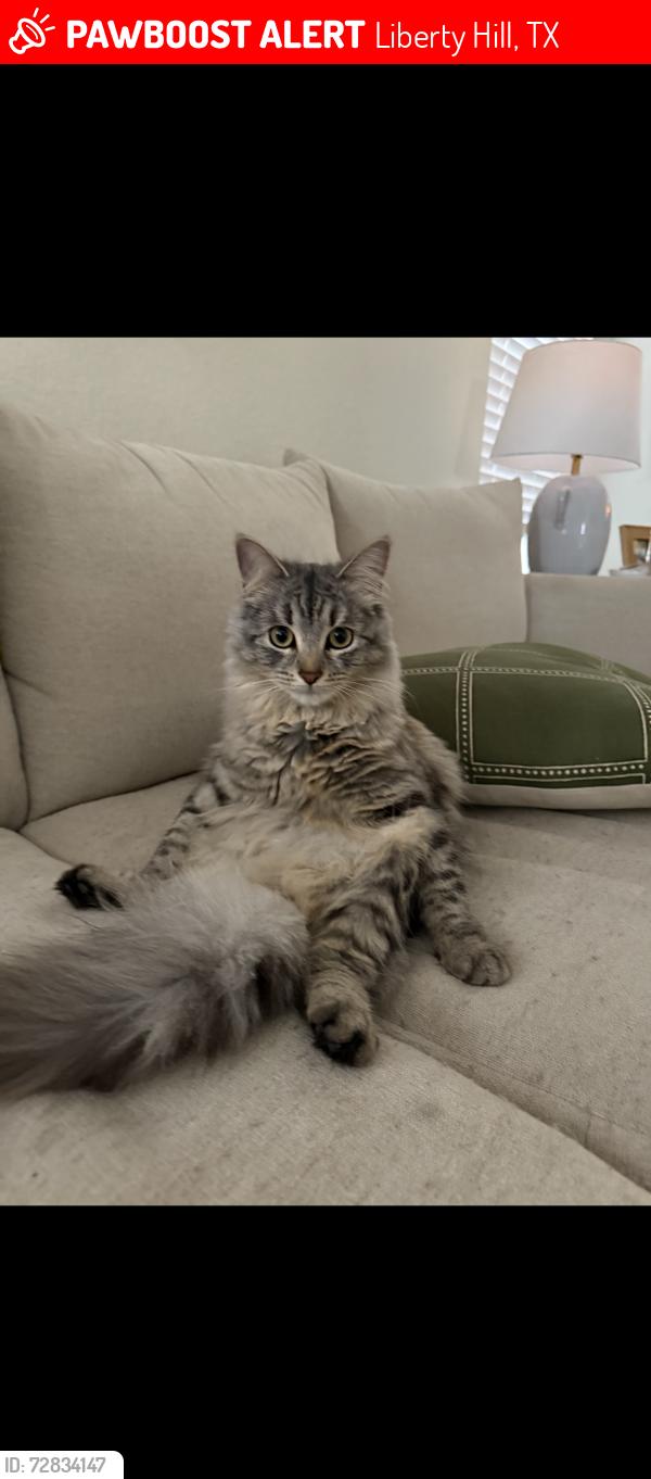 Lost Female Cat last seen Santa Rita blvd , Liberty Hill, TX 78642