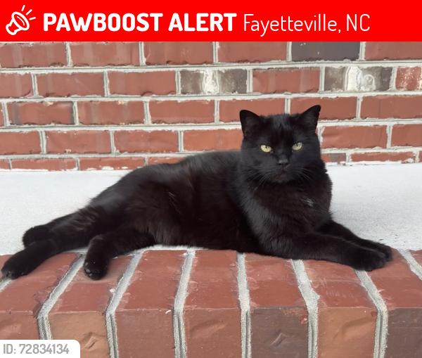 Lost Male Cat last seen Steeple Run Drive/Murphy Road, Fayetteville, NC 28312
