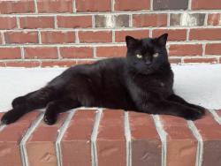 Lost Male Cat last seen Steeple Run Drive/Murphy Road, Fayetteville, NC 28312