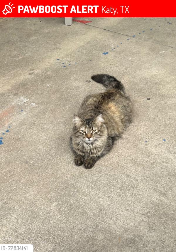 Lost Female Cat last seen fort bend county rd, Katy, TX 77494