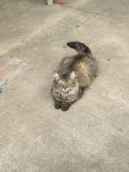 Lost Female Cat last seen fort bend county rd, Katy, TX 77494