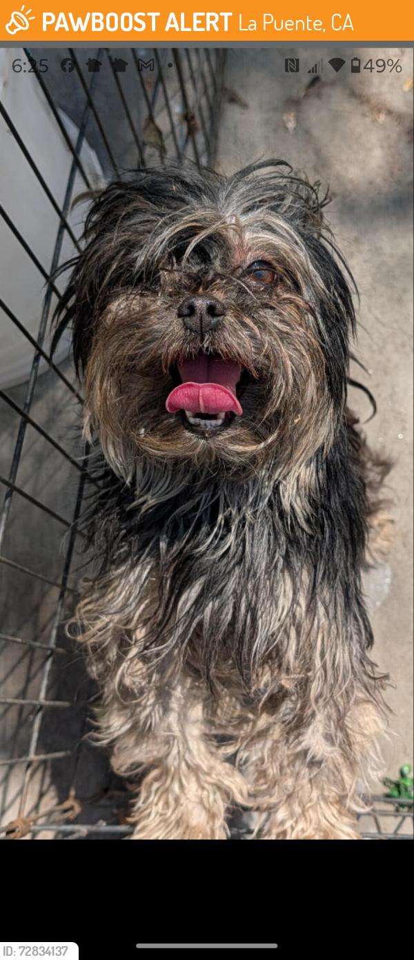 Found/Stray Female Dog last seen Unruh Ave. and Gaylawn Ct., La Puente, CA 91744