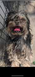 Found/Stray Female Dog last seen Unruh Ave. and Gaylawn Ct., La Puente, CA 91744