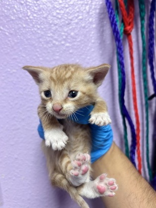 Shelter Stray Male Cat last seen El Paso, TX 79934, Fort Bliss, TX 79906