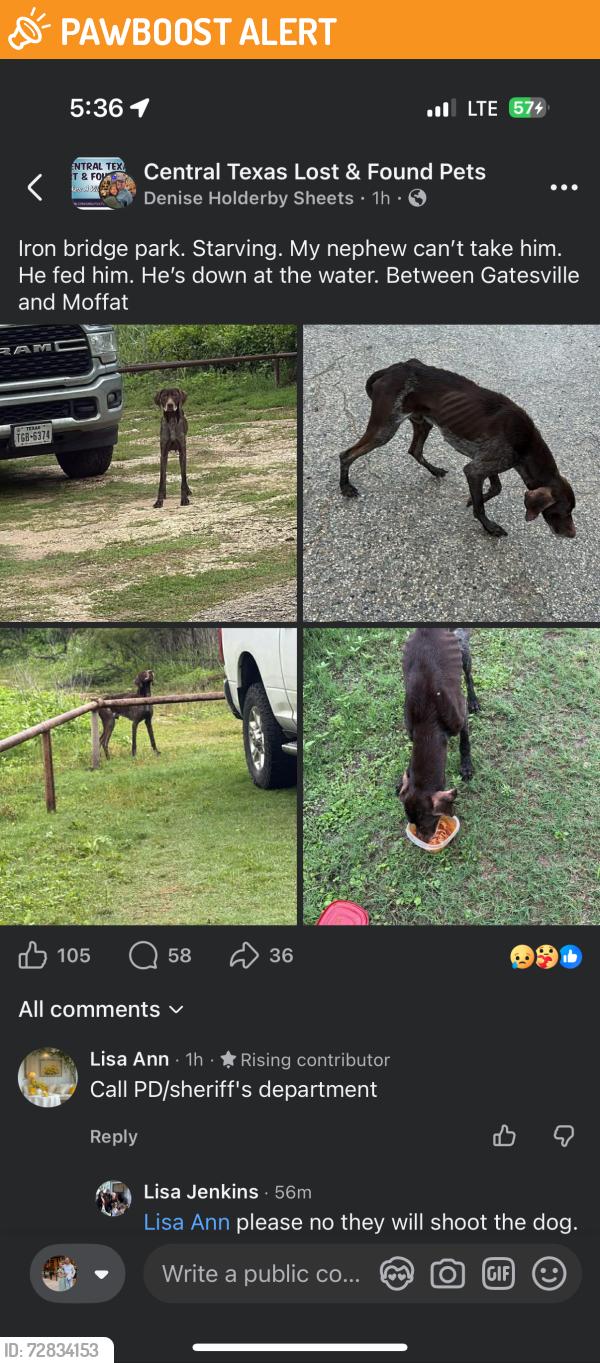 Found/Stray Male Dog last seen Iron Bridge Park, currently with Texas GSP Rescue in Temple, Iron Bridge Park Rd, TX 76557