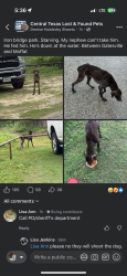 Found/Stray Male Dog last seen Iron Bridge Park, currently with Texas GSP Rescue in Temple, Iron Bridge Park Rd, TX 76557