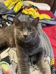 Lost Male Cat last seen Near south Spring drive , Chandler, AZ 85225