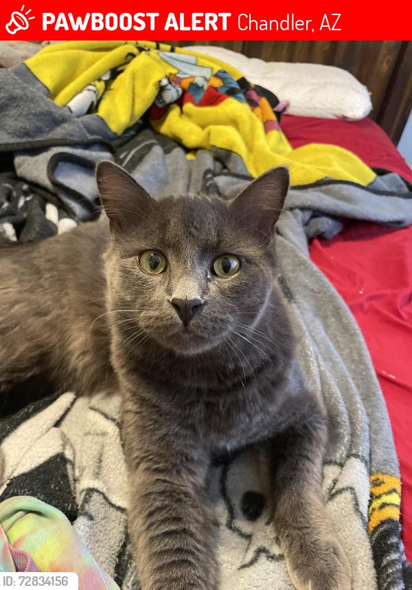 Lost Male Cat last seen Near south Spring drive , Chandler, AZ 85225