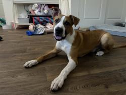 Found/Stray Male Dog last seen PetSmart on walker and 12375 SW, Beaverton, OR 97005