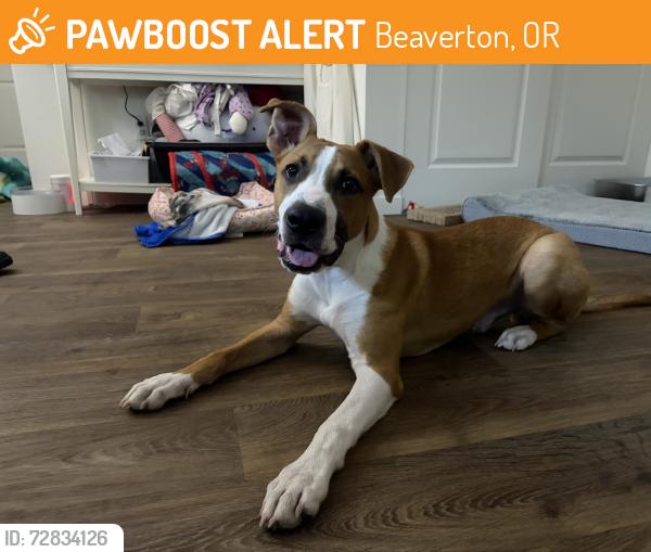 Found/Stray Male Dog last seen PetSmart on walker and 12375 SW, Beaverton, OR 97005