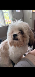 Lost Male Dog last seen Olympic High School , Charlotte, NC 28208