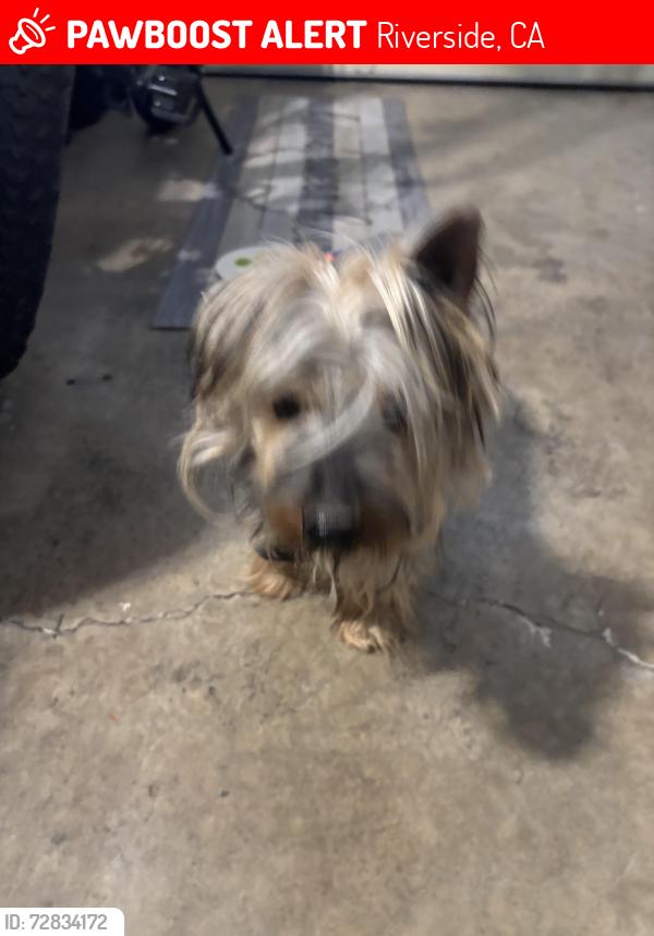 Lost Unknown Dog last seen Washington , Riverside, CA 92506