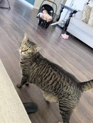 Lost Male Cat last seen Windy willow lane, Dallas, NC 28034