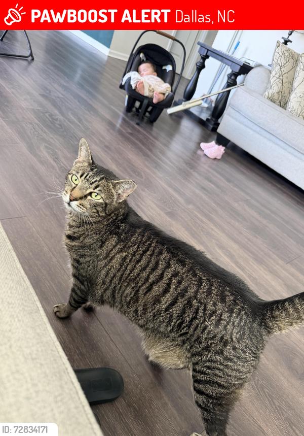 Lost Male Cat last seen Windy willow lane, Dallas, NC 28034