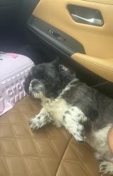 Found/Stray Unknown Dog last seen Winter Harbor and Goodwick, Memphis, TN 38125