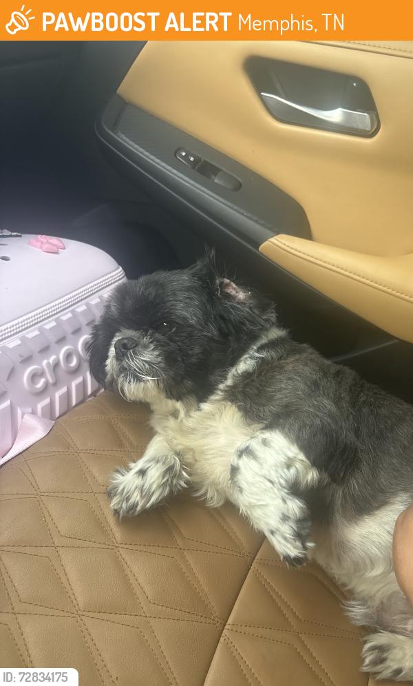 Found/Stray Unknown Dog last seen Winter Harbor and Goodwick, Memphis, TN 38125