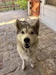 Found/Stray Female Dog last seen Van Ness, Fresno, CA 93704