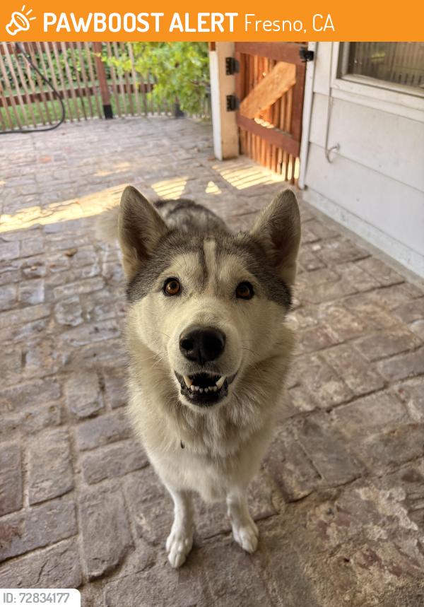 Found/Stray Female Dog last seen Van Ness, Fresno, CA 93704