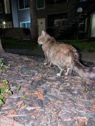 Found/Stray Unknown Cat last seen Spring Creek apmts off Greenback, Citrus Heights, CA 95610