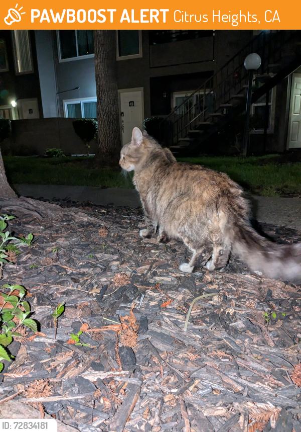 Found/Stray Unknown Cat last seen Spring Creek apmts off Greenback, Citrus Heights, CA 95610