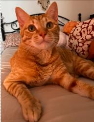 Lost Male Cat last seen Wilhite rd Jefferson ga, Jefferson, GA 30549