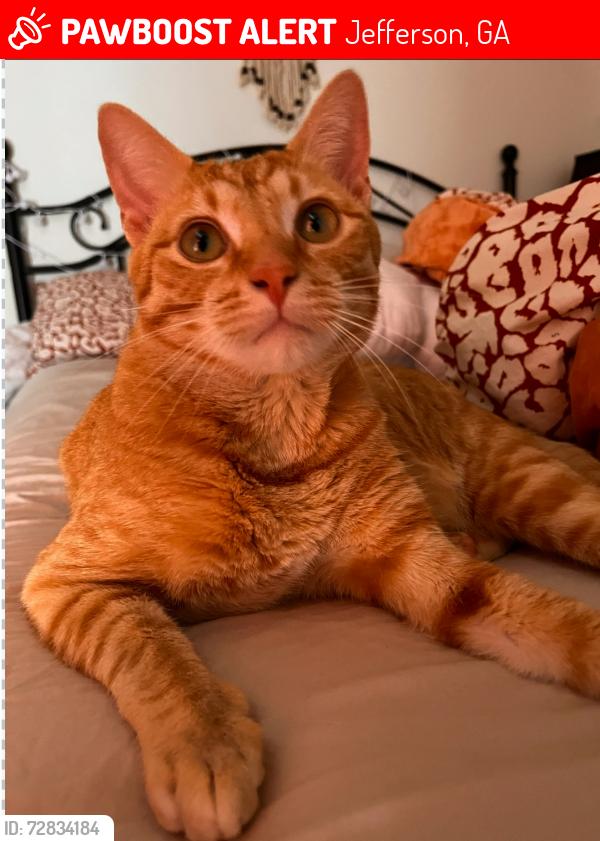 Lost Male Cat last seen Wilhite rd Jefferson ga, Jefferson, GA 30549
