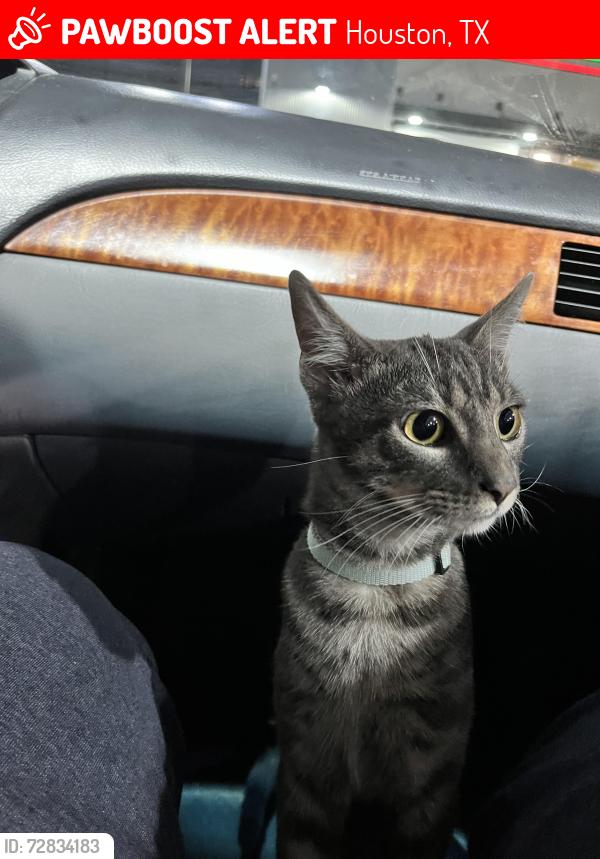 Lost Male Cat last seen N Mista Dr , Houston, TX 77073