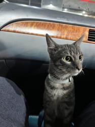 Lost Male Cat last seen N Mista Dr , Houston, TX 77073