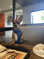 Lost Male Dog last seen downtown gresham, Gresham, OR 97080