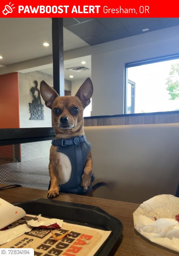 Lost Male Dog last seen downtown gresham, Gresham, OR 97080