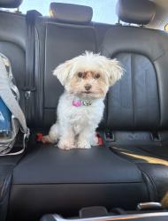 Lost Female Dog last seen Near Providence Point Way , Lithonia, GA 30058