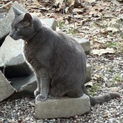 Reunited Male Cat last seen Fearing Street near Tan Brook, Amherst, MA 01002